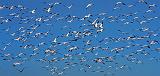 Snow Geese Flyout_30735